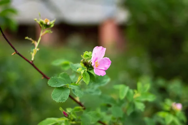 Rosa nypon blomma bland gröna blad närbild — Stockfoto