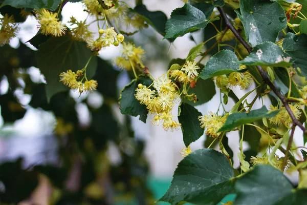 Fleurs jaunes sur une branche de tilleul parmi les feuilles vertes — Photo