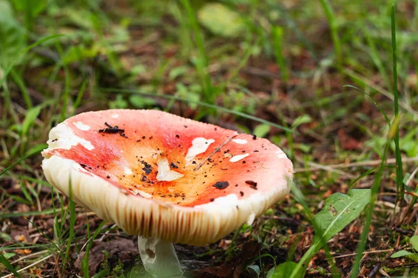 Red poisonous mushroom among green grass closeup