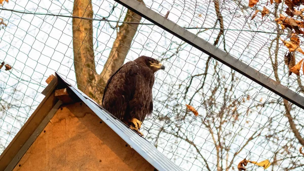 Bruine adelaar zit op een houten dak — Stockfoto