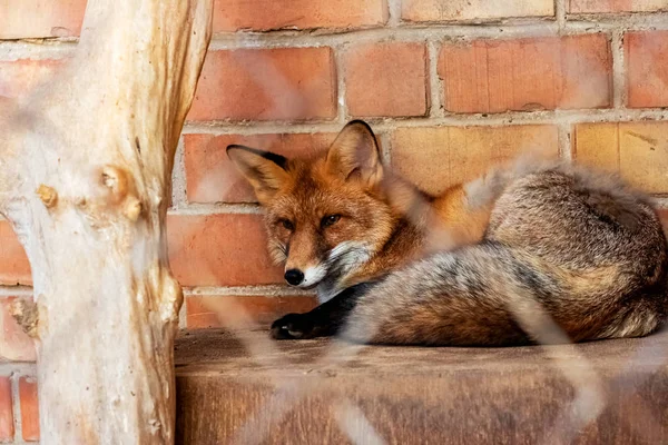 Raposa vermelha encontra-se no fundo da parede de tijolo por trás da malha — Fotografia de Stock