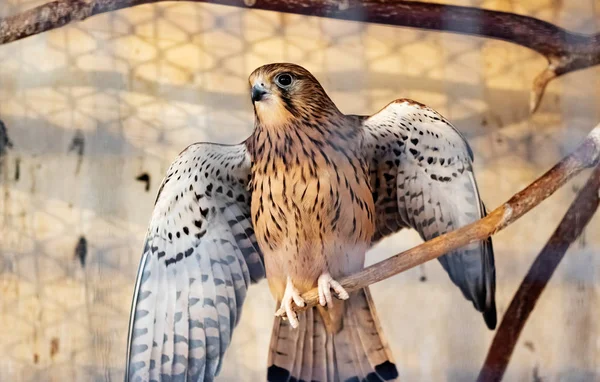 Vogel spreidt zijn vleugels uit in een kooi — Stockfoto