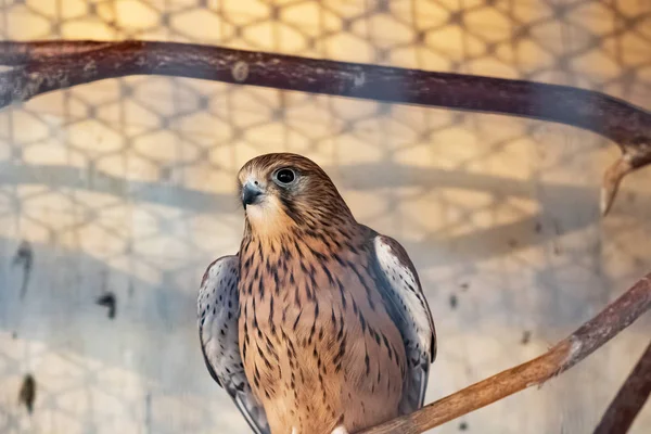 Pássaro marrom em uma gaiola atrás da malha — Fotografia de Stock