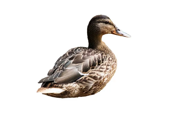Duck Stracić Izolowane Białym Tle — Zdjęcie stockowe
