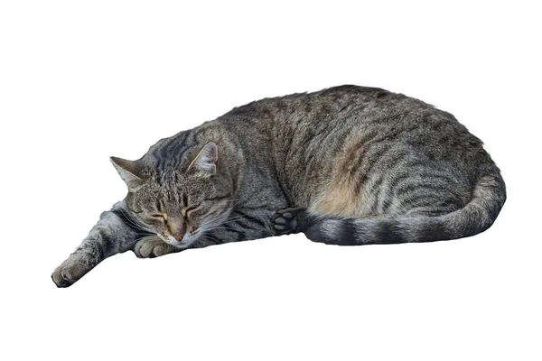 Gray Tabby Cat Sleeps Isolated White Background — Stock Photo, Image