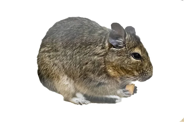 Esquilo Degu Uma Gaiola Isolada Fundo Branco — Fotografia de Stock