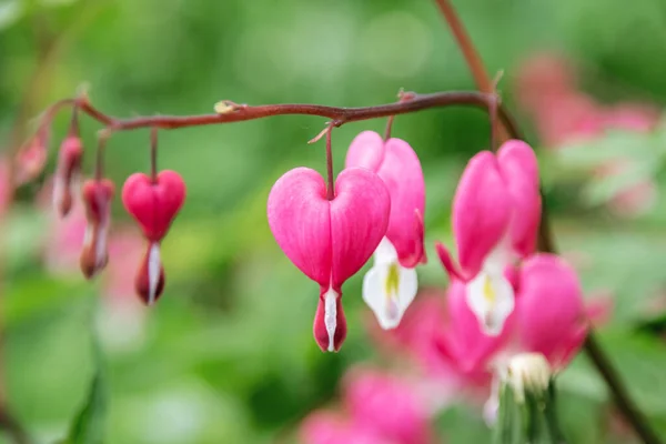 Srdce Tvaru Dicentra Květ Mezi Zelenými Listy Zblízka — Stock fotografie
