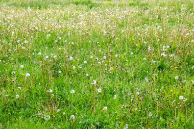 Karahindiba ile yeşil alan, yakın plan, doğal arkaplan