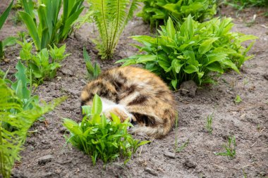 Kedi, yeşilliklerin arasında, çiçek tarhında uyuyor.