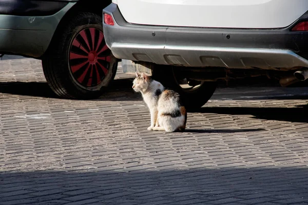 Gato se sienta en el estacionamiento del coche —  Fotos de Stock