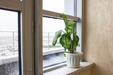 Pencere kenarında dienbachia çiçeği, yağmurlu.