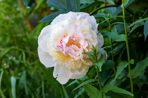 Pivoine Rose Luxuriante Parmi Les Feuilles Vertes Gros Plan — Photo