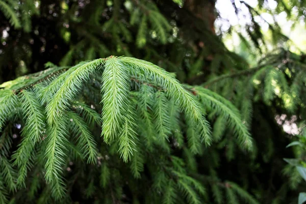 Groene Takken Aten Met Naalden Dicht Macro Foto — Stockfoto