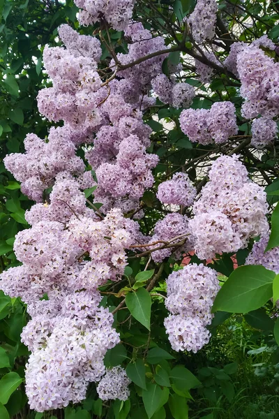 Fleurs Lilas Pourpres Parmi Les Feuilles Vertes Gros Plan — Photo