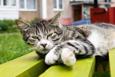 Evsiz gri tekir kedi bankta uyuyor.