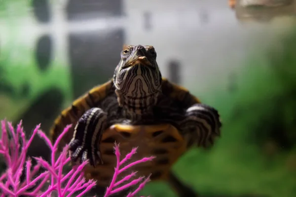 Vijverschuif in water in een aquarium — Stockfoto