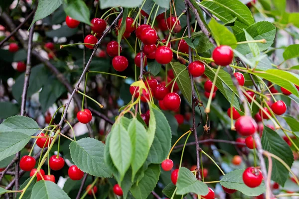 Bright red cherries on a tree branch — Stock Photo, Image
