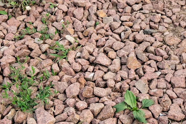 Małe kamienie i tło lub tekstura trawy — Zdjęcie stockowe
