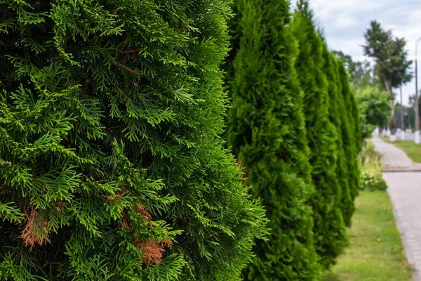 Gyönyörű Thuja Bokrok Ösvény Mentén Közelről — Stock Fotó