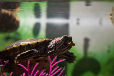 Akvaryumdaki su kaydırağı.