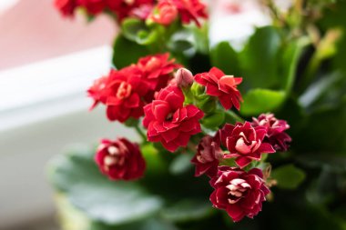 Ev bitkisinin kırmızı çiçekleri yakın plan