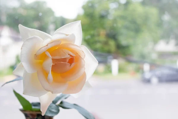 White Rose Bush Green Leaves — Stock Photo, Image