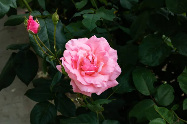 Rosas rosadas en arbusto con hojas verdes — Foto de Stock