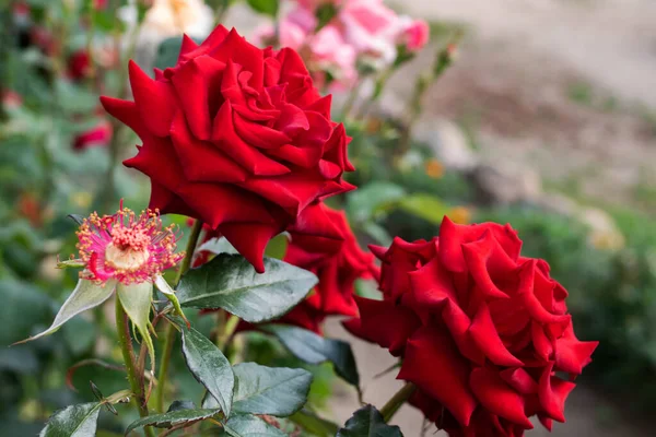 Red roses on bush with green leaves — Stock Photo, Image