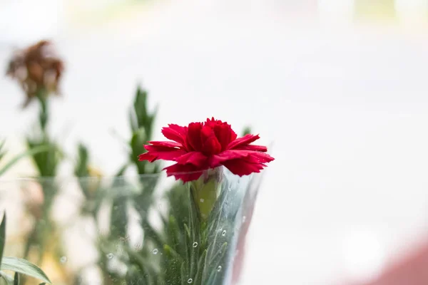 Röda Blommor Ett Hem Växt Närbild — Stockfoto