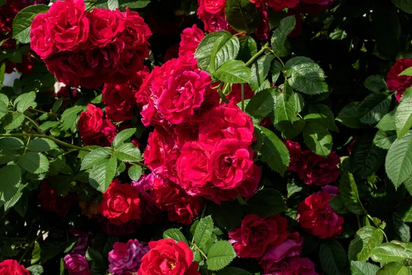 Red Roses Bush Green Leaves — Stock Photo, Image