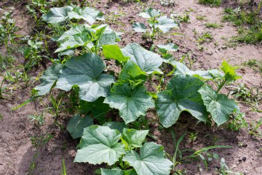 Bahçede yeşil kabak yaprakları var. Yaklaş.