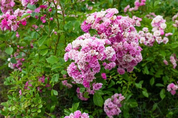 Petites Fleurs Roses Sur Buisson Aux Feuilles Vertes — Photo