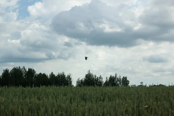 Pájaro Vuela Sobre Campo Verde Paisaje Natural — Foto de Stock