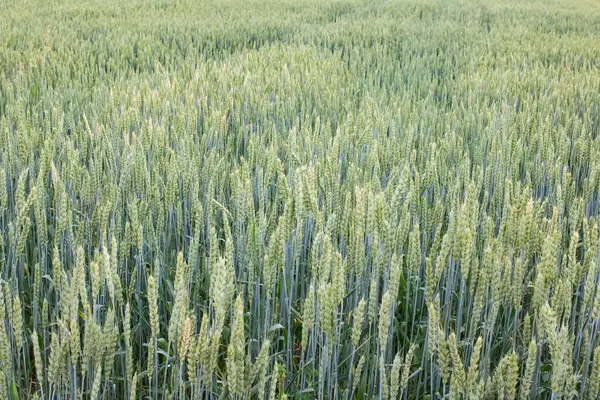 Green Spikelets Wheat Field Close — Stock Photo, Image