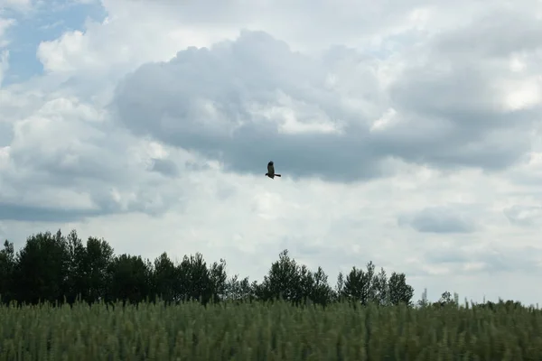 Pájaro Vuela Sobre Campo Verde Paisaje Natural — Foto de Stock