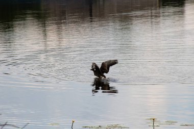 Ördek kanatlarını suya doğru çırp.