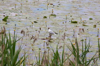 Bir martı sazlıkların arasında suyun üzerinde duruyor.