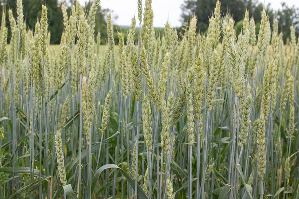 Tarlada Yeşil Buğday Başakları Var Yaklaş — Stok fotoğraf