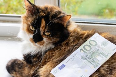 Pofuduk kedi ve bir avroluk fatura kapanıyor