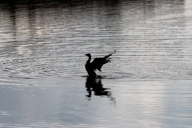 Suda kanatları açık bir kuş silueti