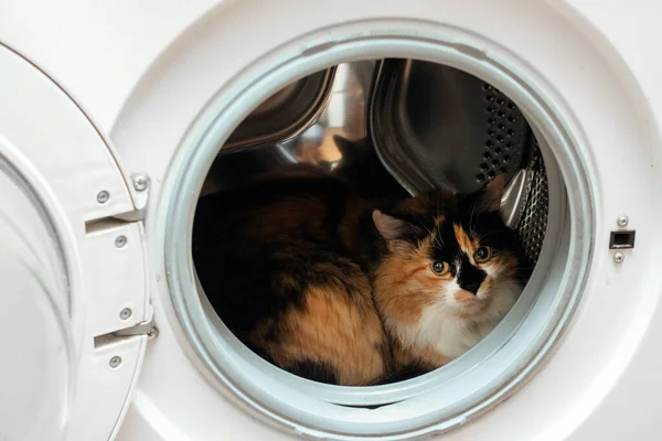 Fluffy cat sits in the washing machine close up