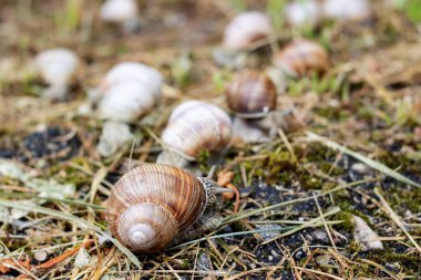 Bir sürü salyangoz sarı çimlerde sürünüyor.