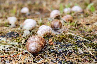 Bir sürü salyangoz sarı çimlerde sürünüyor.