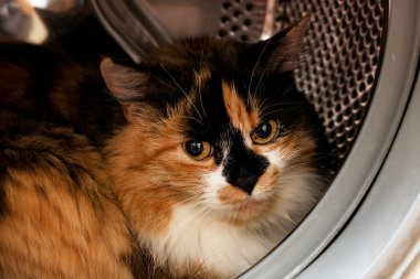 Yumuşak kedi çamaşır makinesinde oturur.