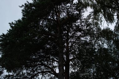 Karanlık bir gökyüzüne karşı ağaç dallarının gölgesi