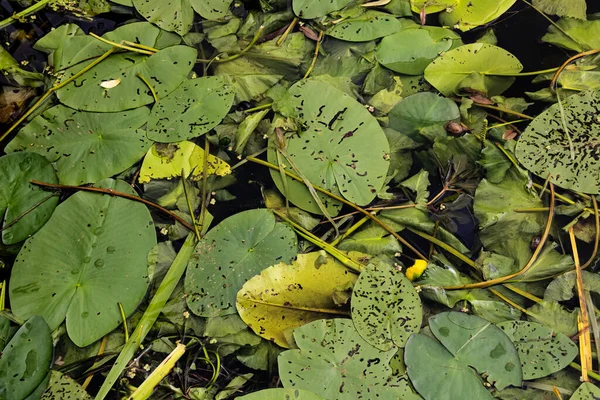 Folhas Verdes Sujas Lírios Água — Fotografia de Stock