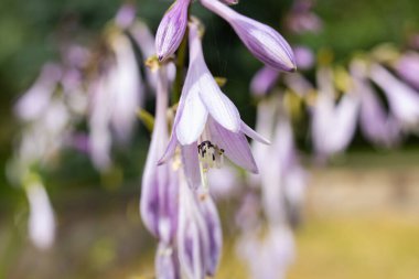 Yeşil yaprakların arasında küçük mor çiçekler kapanıyor