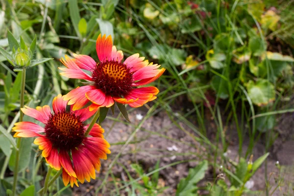 Kleine Rote Blüten Zwischen Grünen Blättern Nahaufnahme Kopierraum — Stockfoto