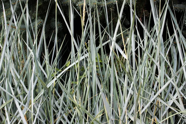 Long Thin Green Blades Grass Background Texture — Stock Photo, Image