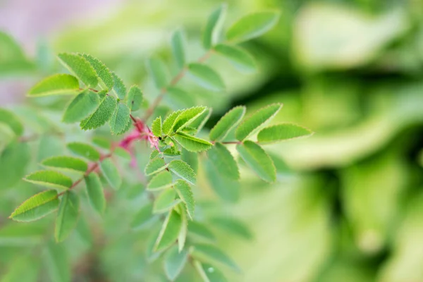 Groene Bladeren Een Tak Met Doornen Close — Stockfoto